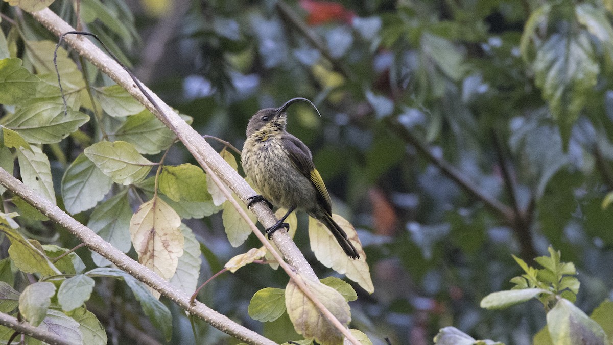 Golden-winged Sunbird - ML638753460
