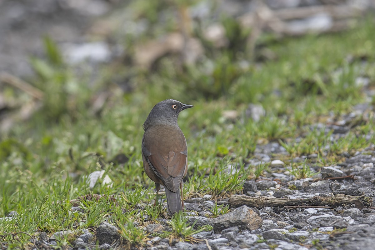 Maroon-backed Accentor - ML638753470