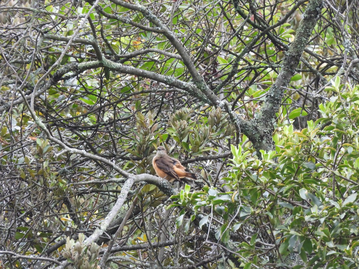 Streak-throated Bush-Tyrant - ML638753477