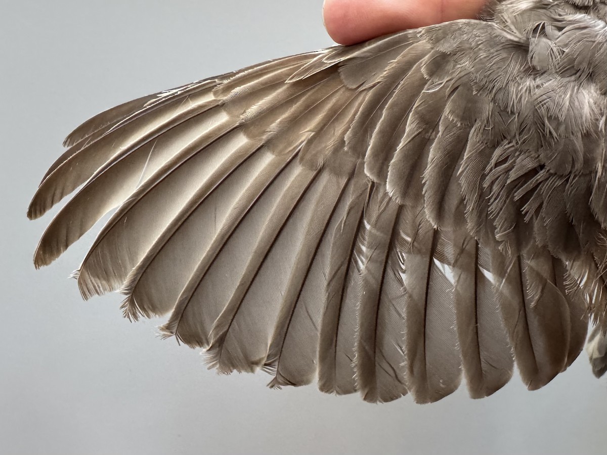 drozd stěhovavý [skupina migratorius] - ML638753489