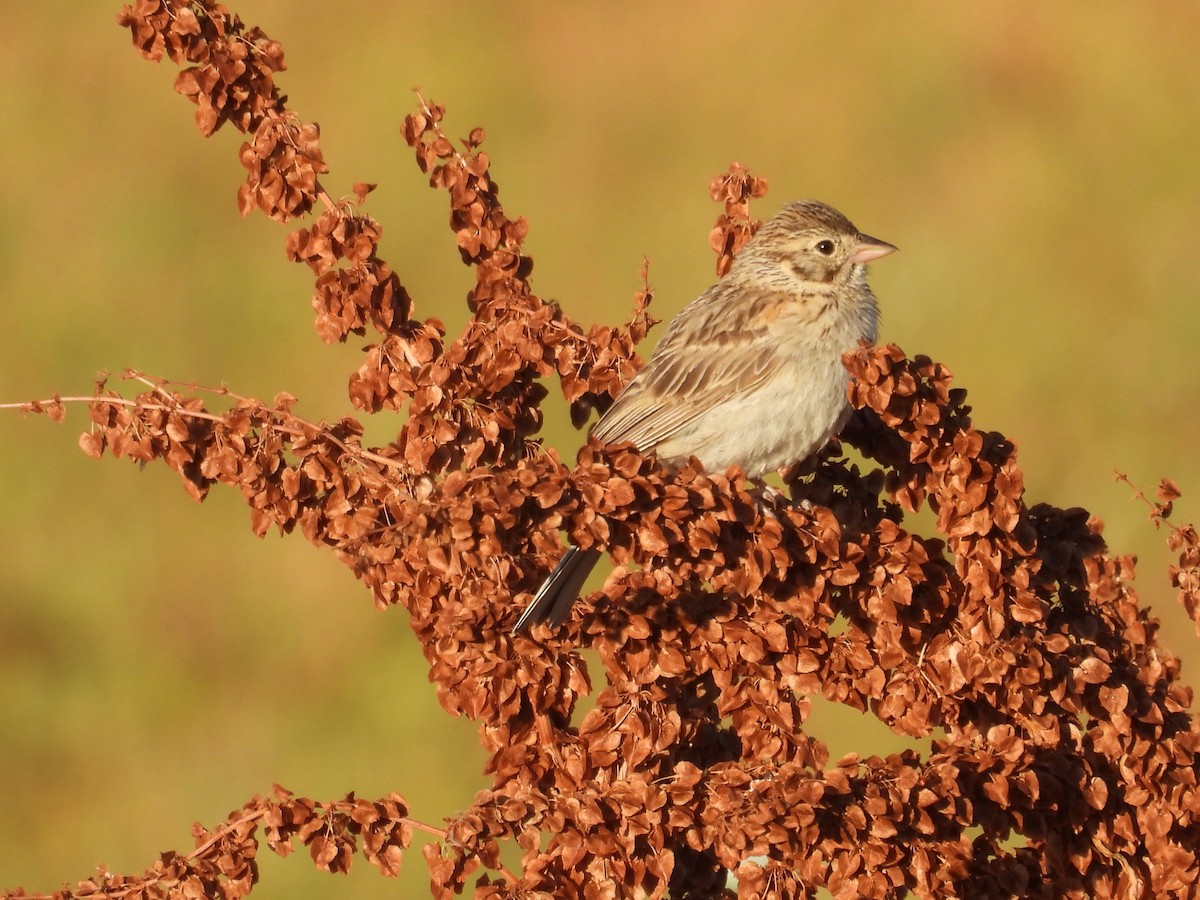 Vesper Sparrow - ML638753522