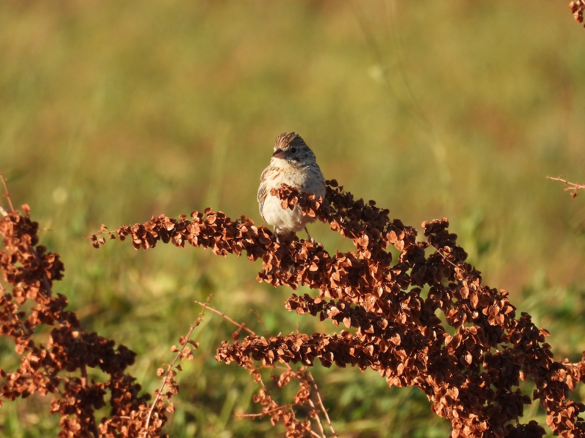 Vesper Sparrow - ML638753524