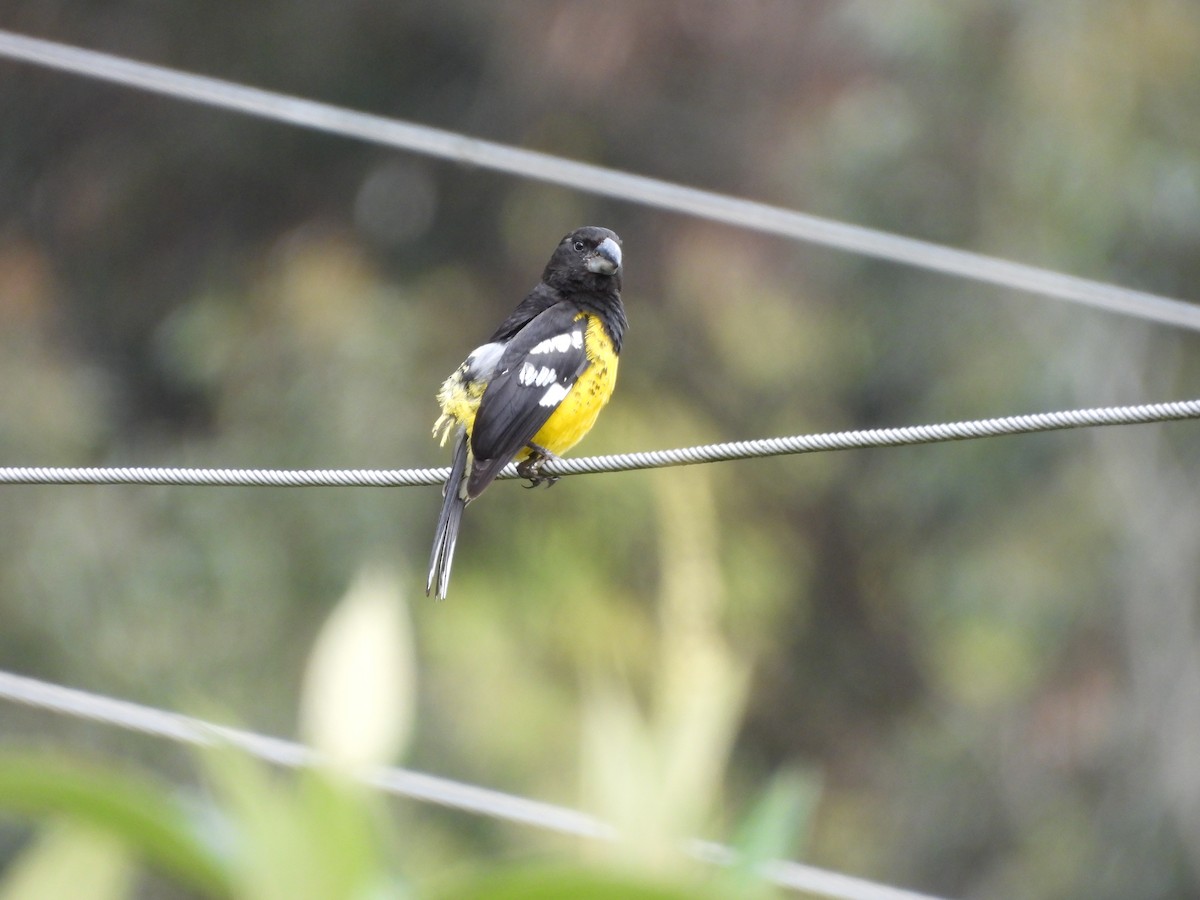 Black-backed Grosbeak - ML638753527