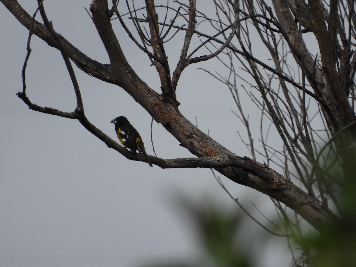 Black-backed Grosbeak - ML638753543