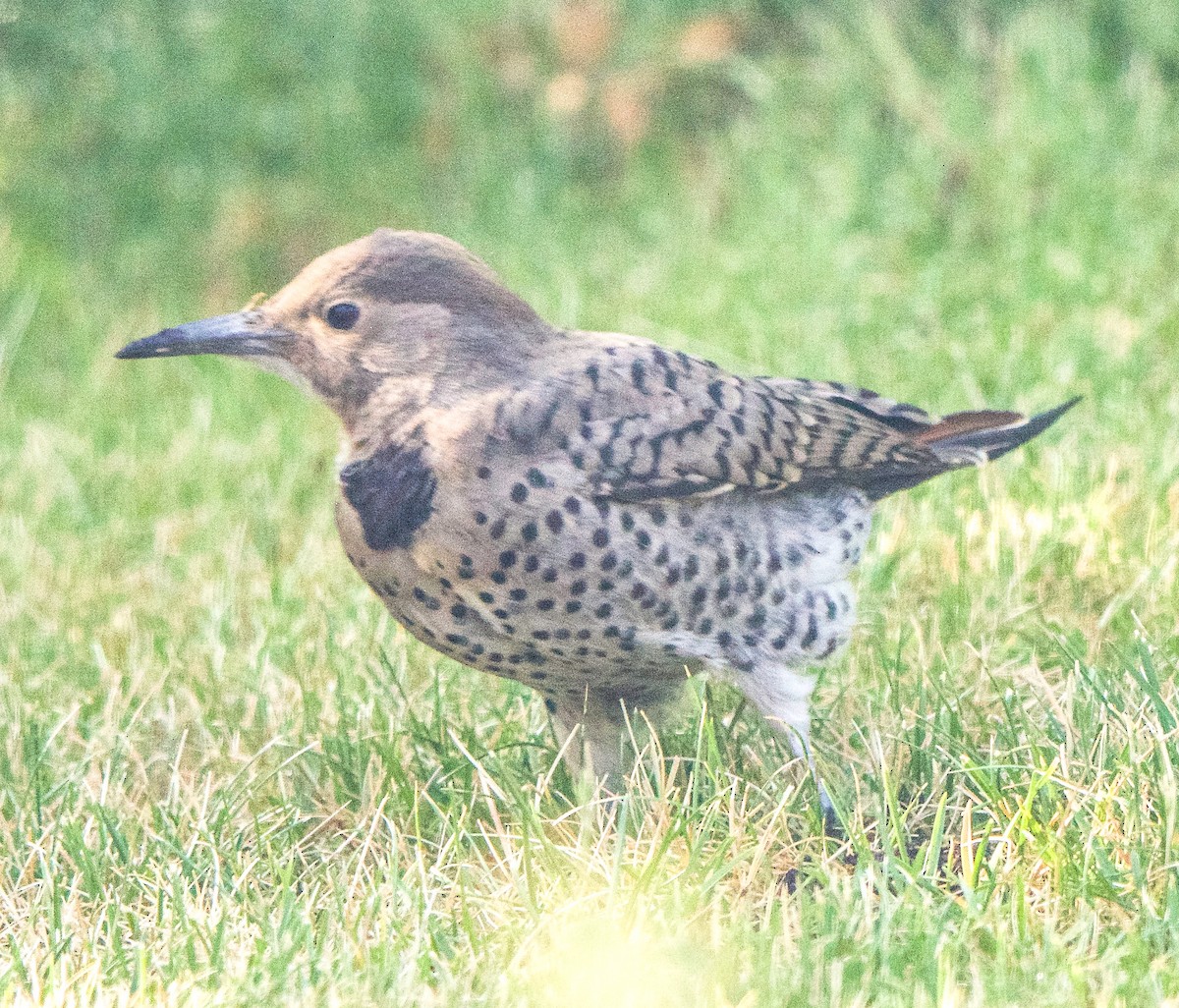 Northern Flicker - ML638753555