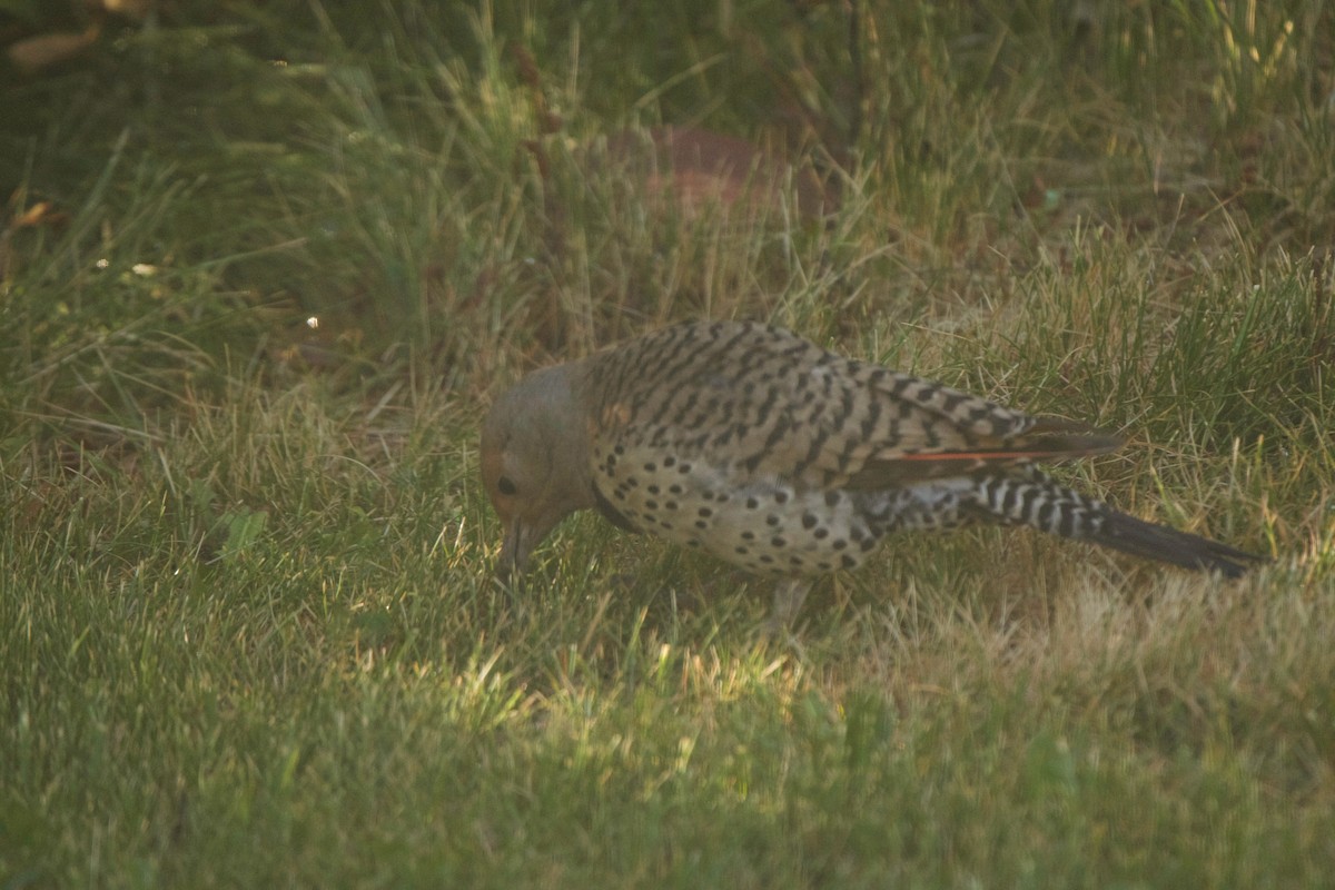 Northern Flicker - ML638753559