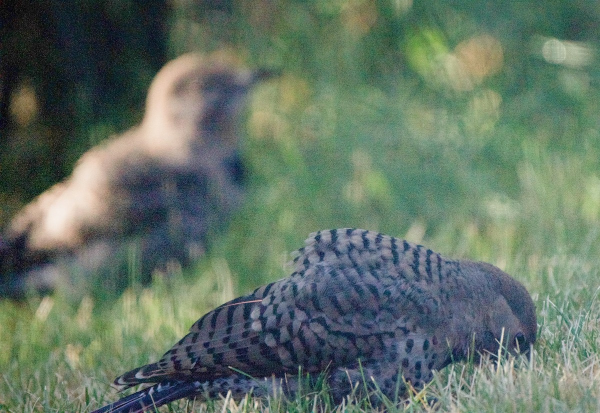 Northern Flicker - ML638753561