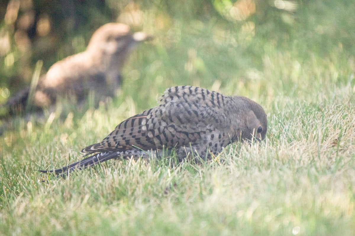 Northern Flicker - ML638753563