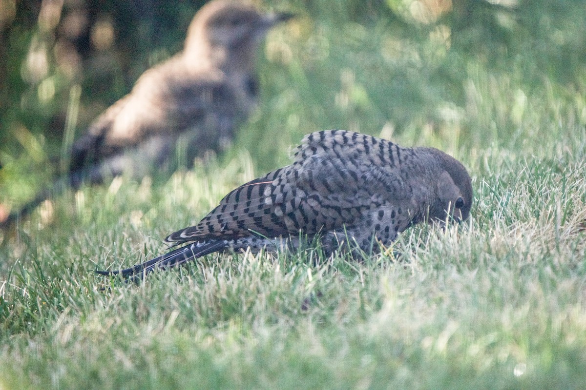 Northern Flicker - ML638753564