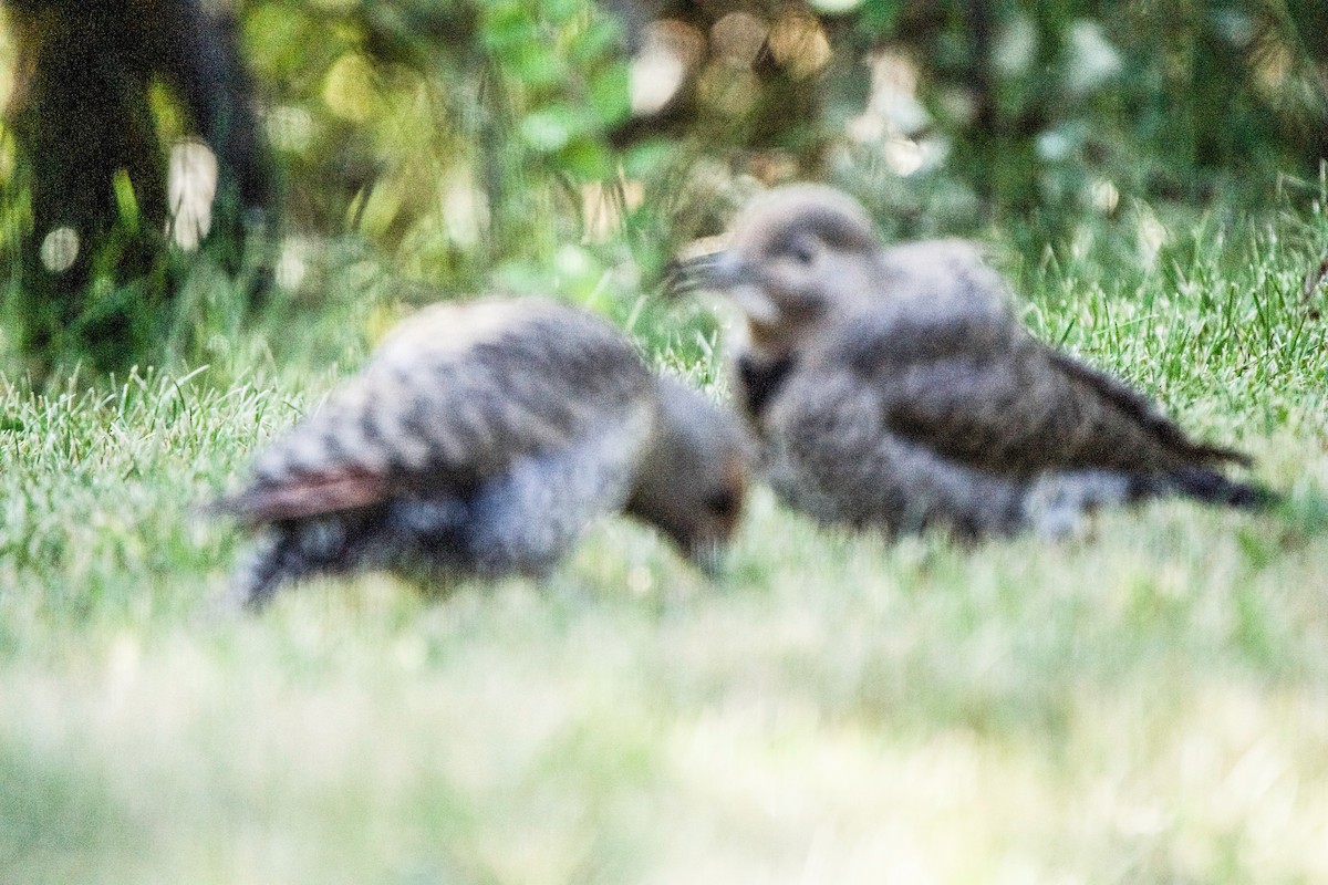 Northern Flicker - ML638753565