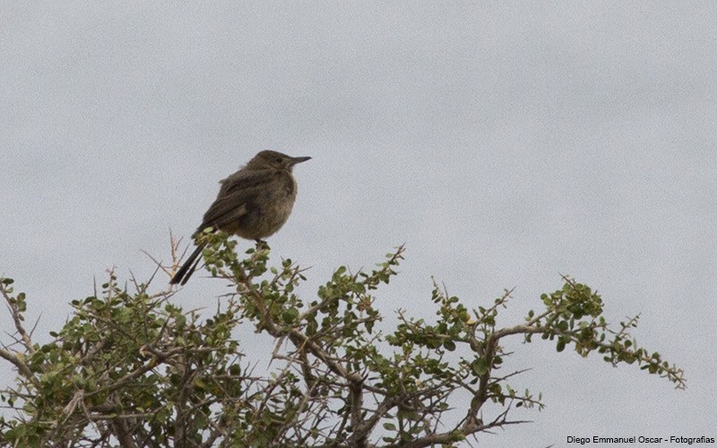 Great Shrike-Tyrant - ML638753635