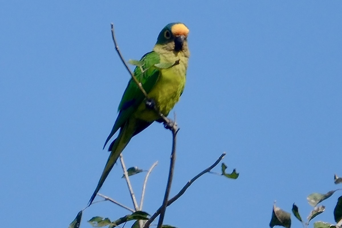 Peach-fronted Parakeet - ML638753644