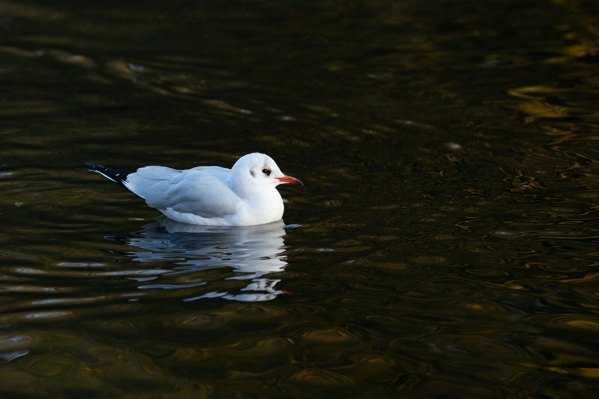Gaviota Reidora - ML638753665
