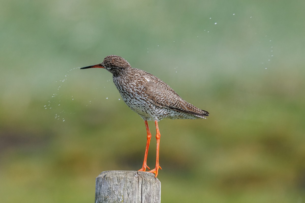 Common Redshank - ML638753675