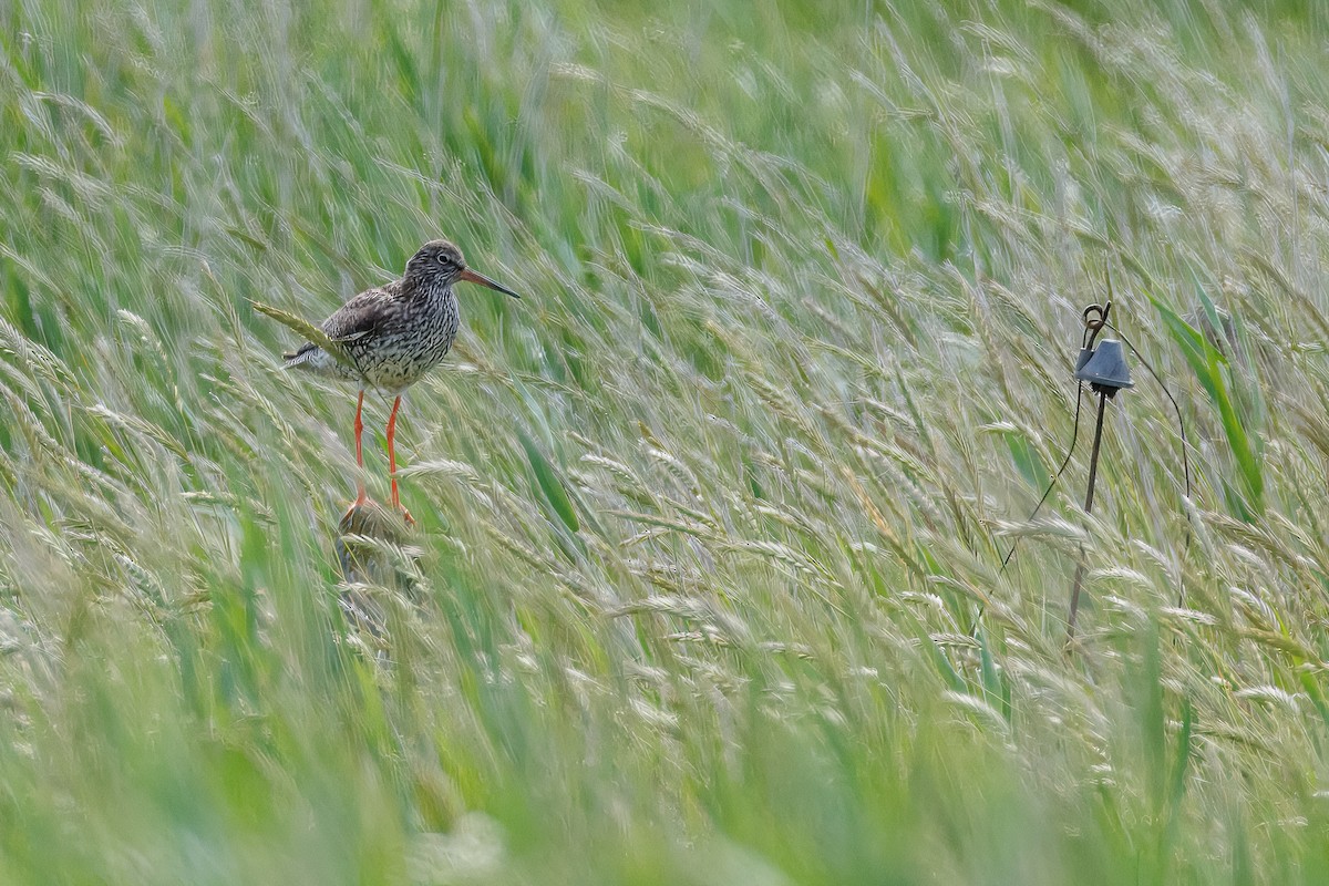 Common Redshank - ML638753677