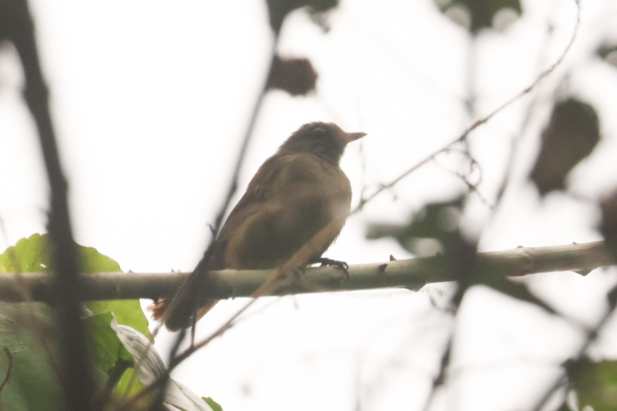 Plain Greenbul - ML638753687