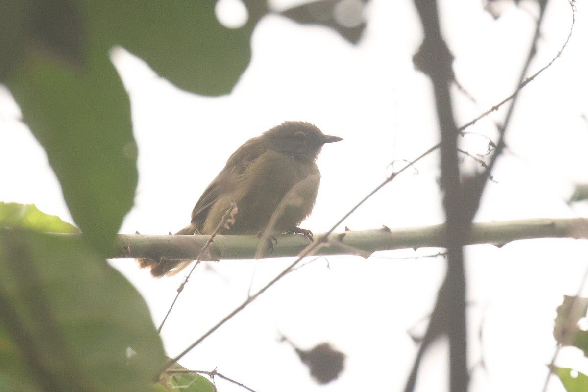 Plain Greenbul - ML638753688