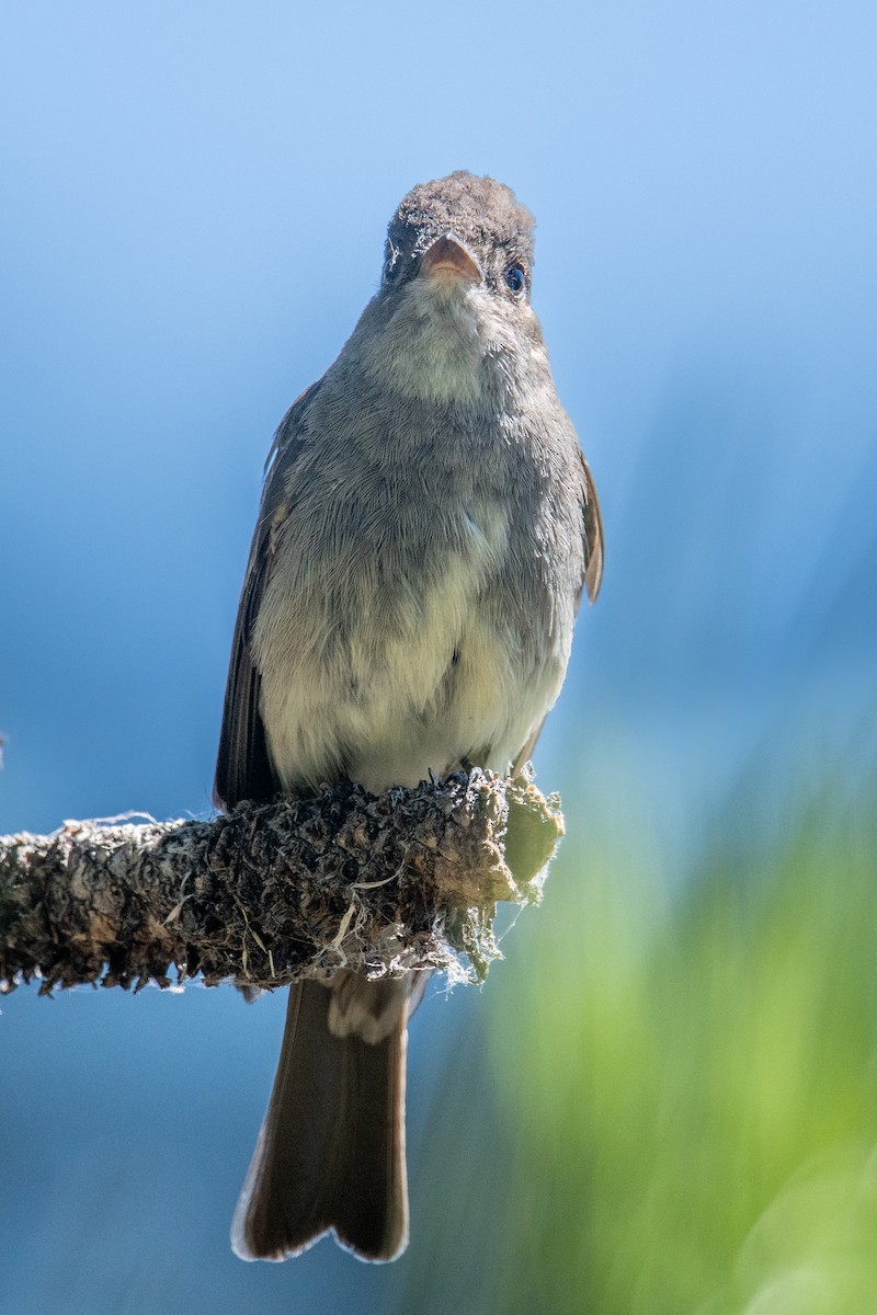 Western Wood-Pewee - ML638753722