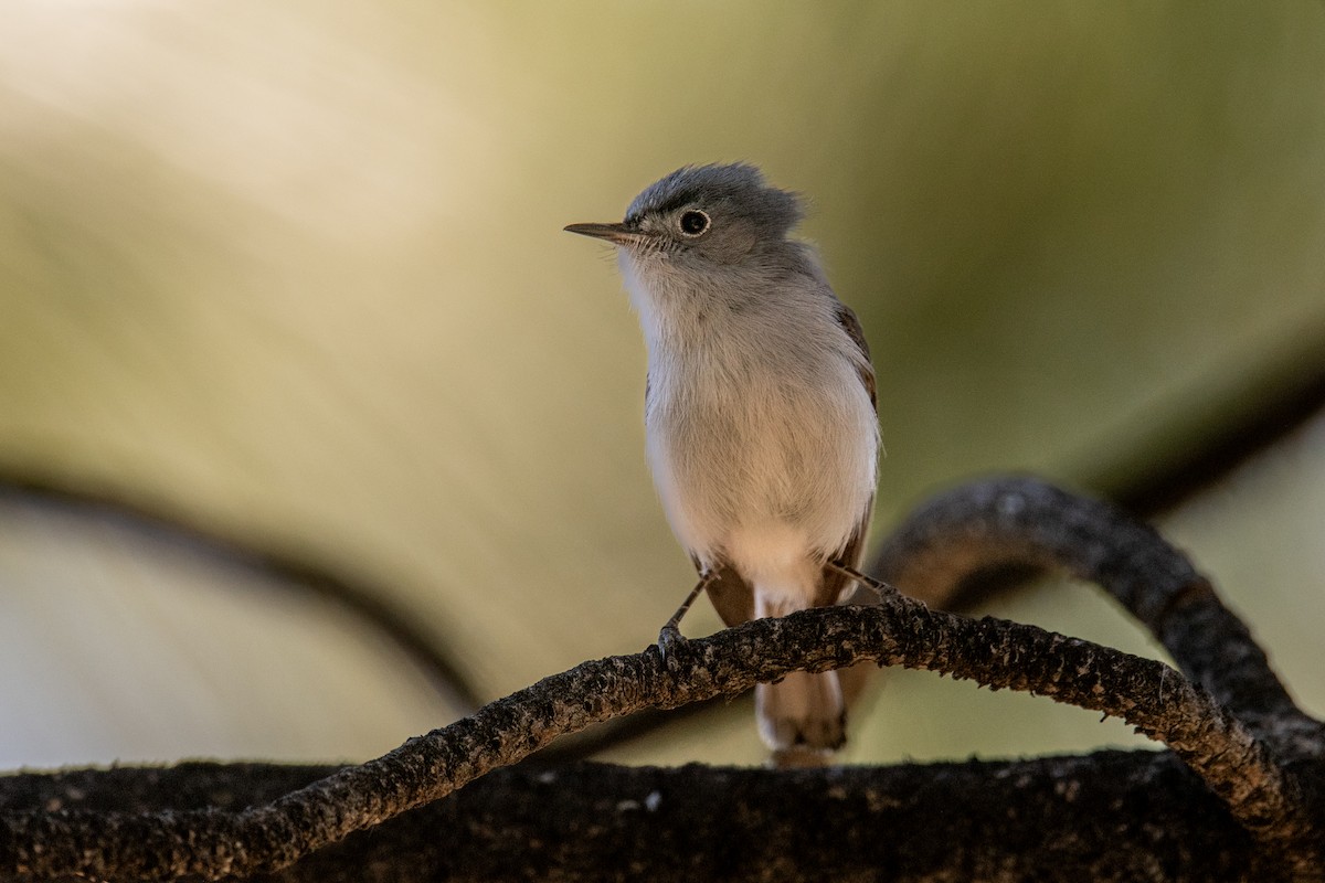 Blue-gray Gnatcatcher - ML638753728