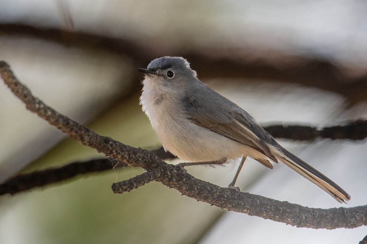 Blue-gray Gnatcatcher - ML638753730