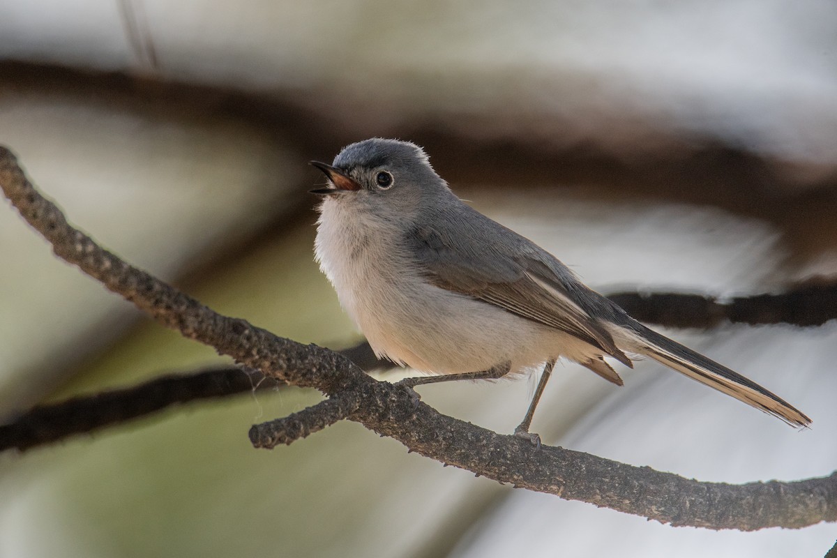 Blue-gray Gnatcatcher - ML638753731