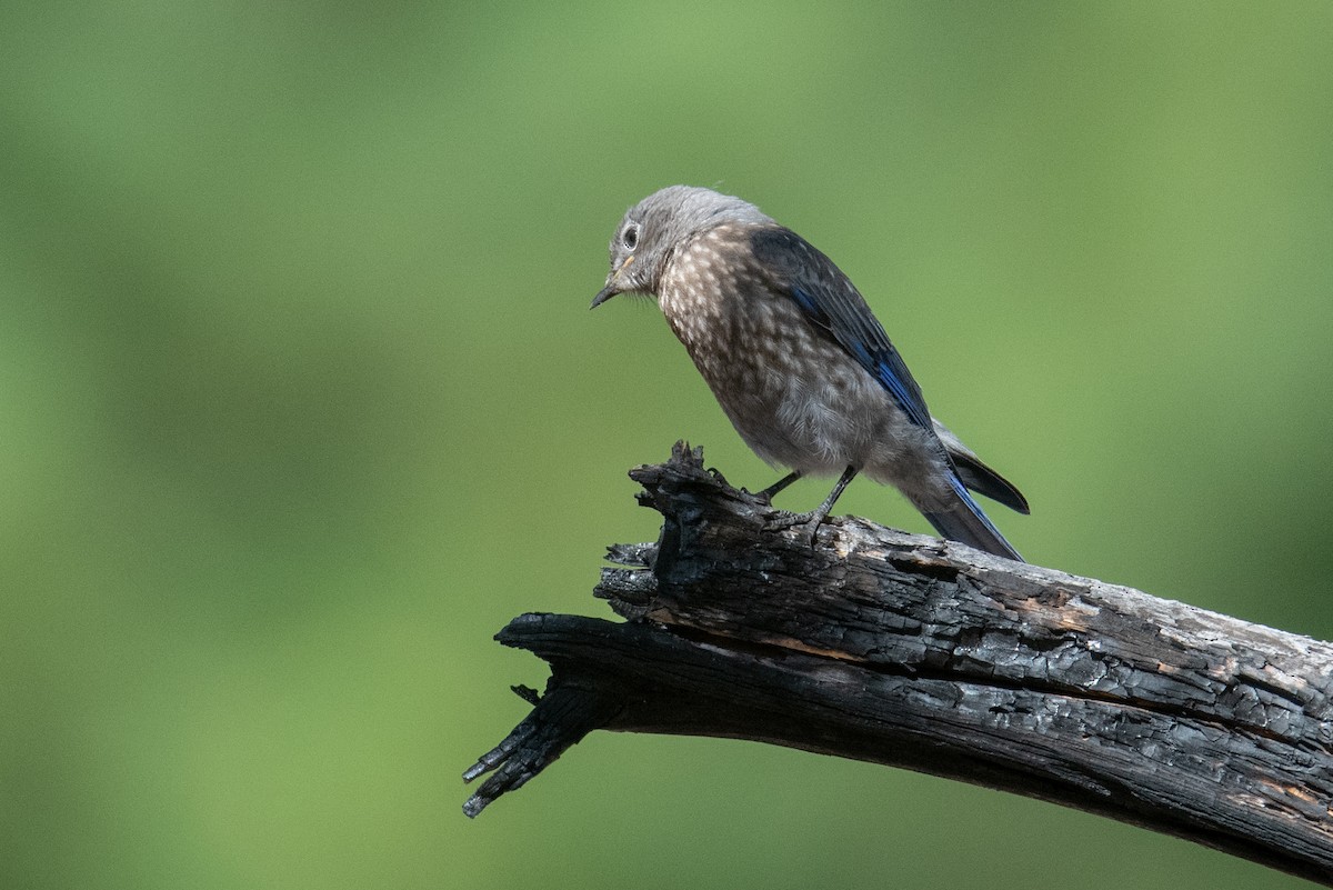 Western Bluebird - ML638753744