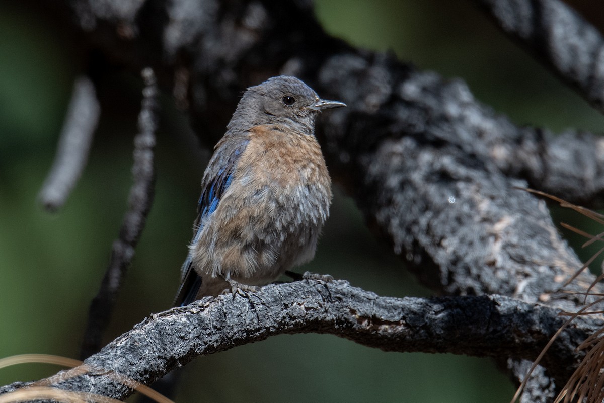 Western Bluebird - ML638753746