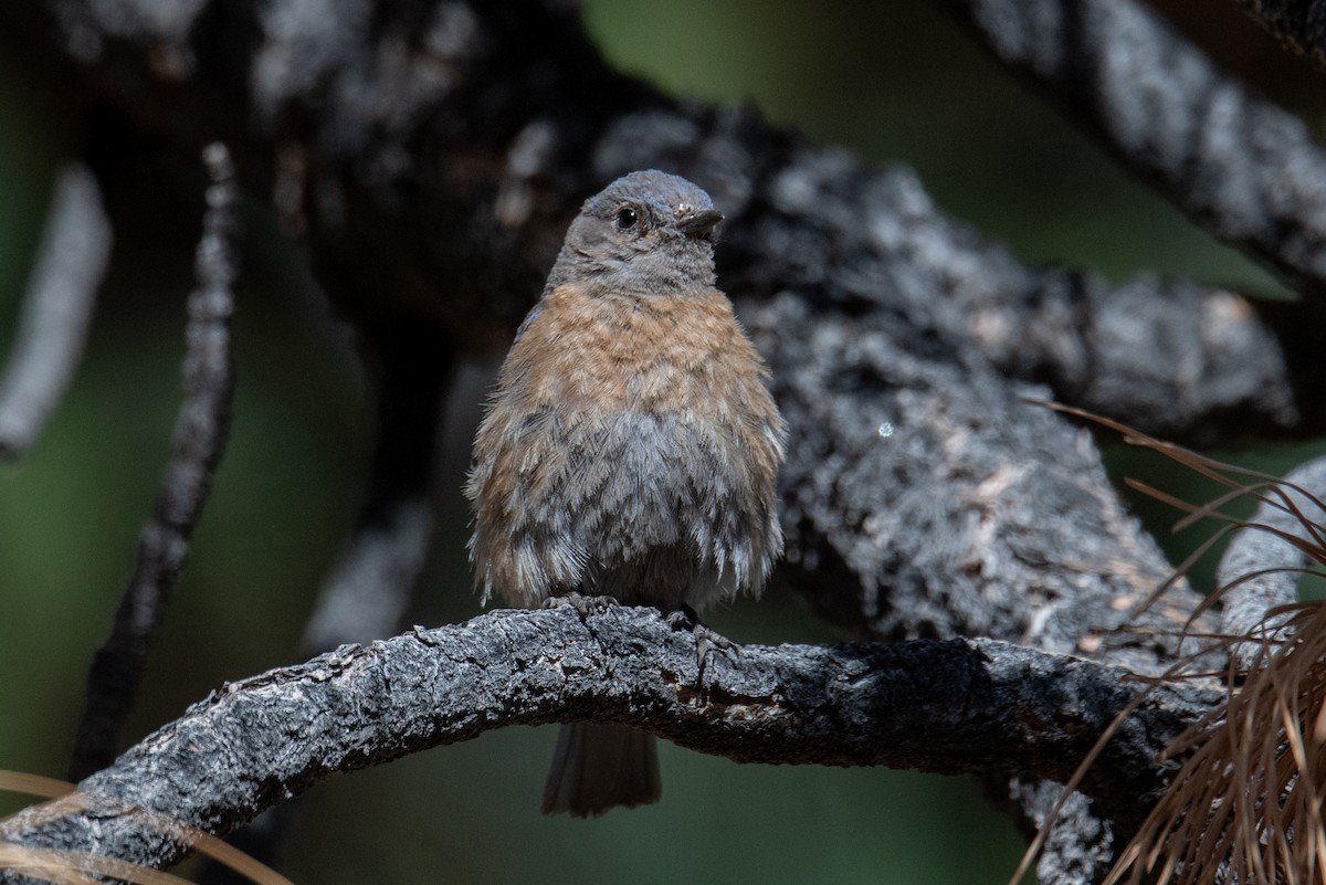 Western Bluebird - ML638753747