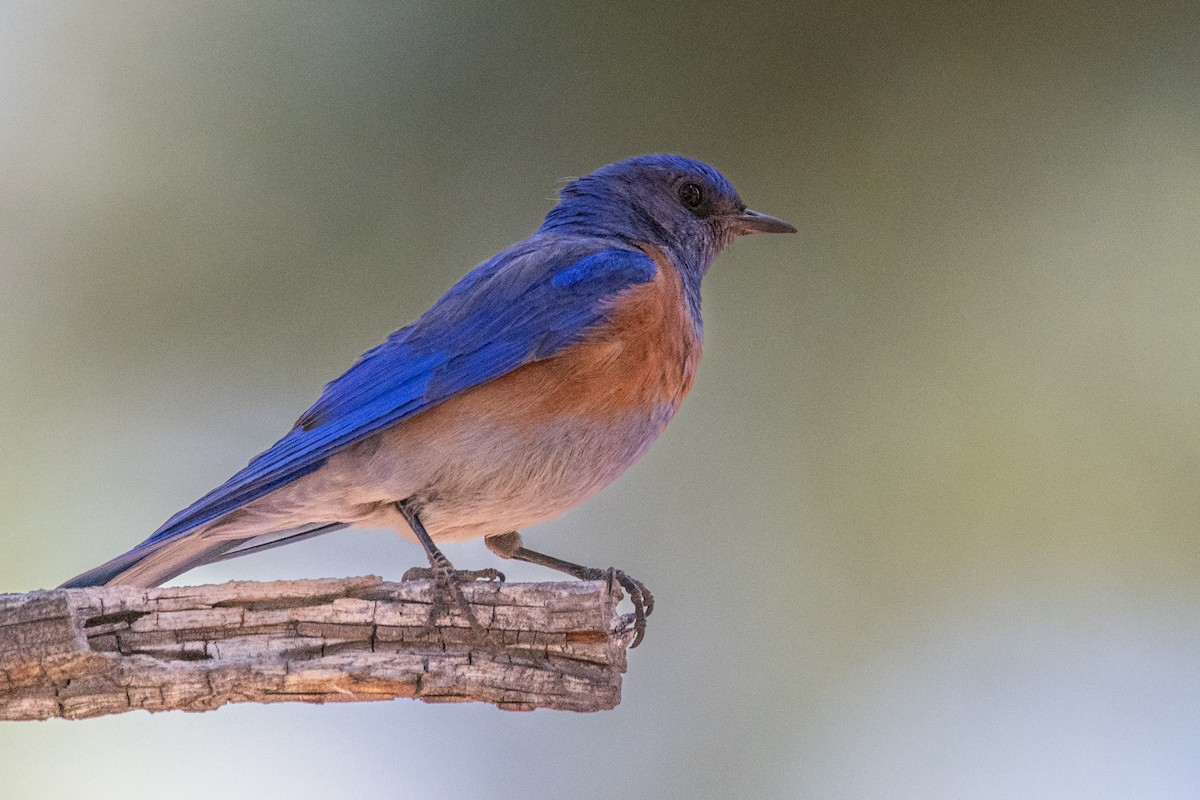 Western Bluebird - ML638753748