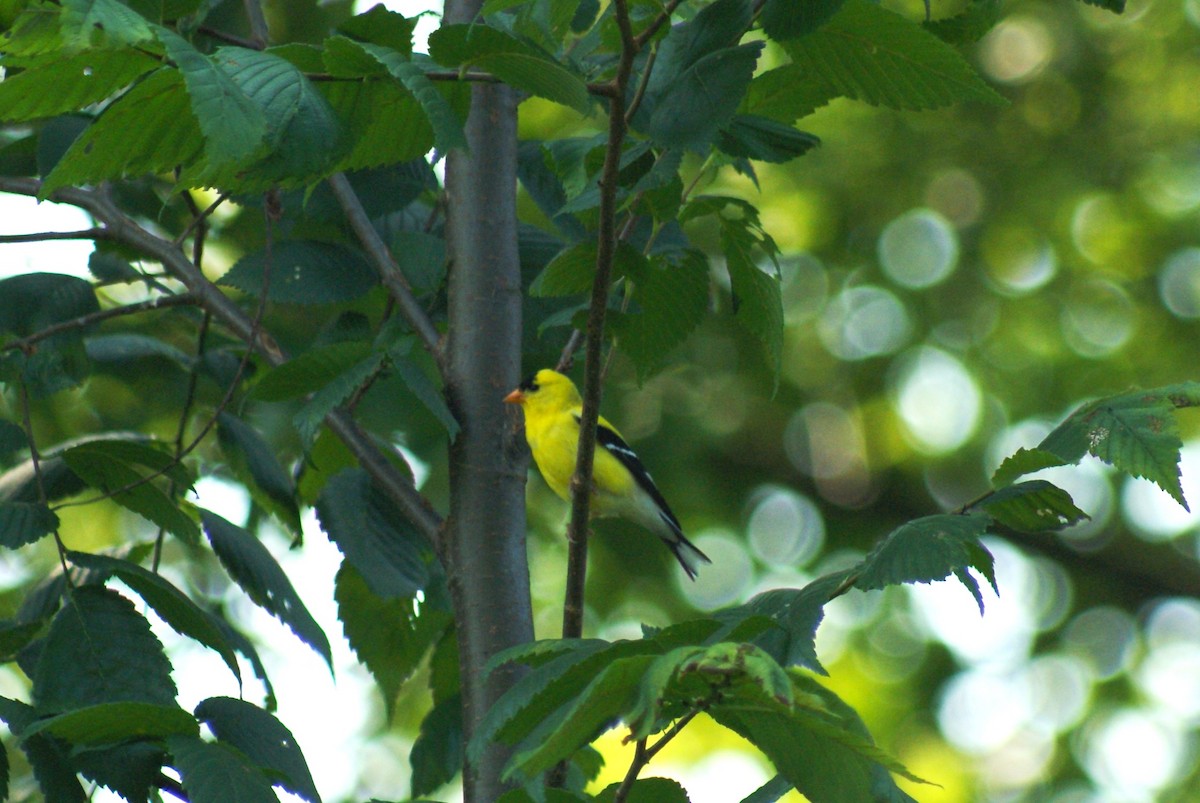 American Goldfinch - ML638753761