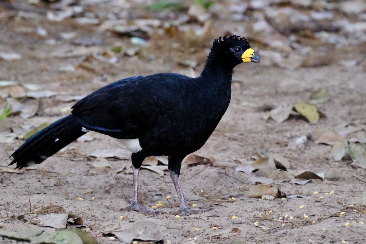 Bare-faced Curassow - ML638753763