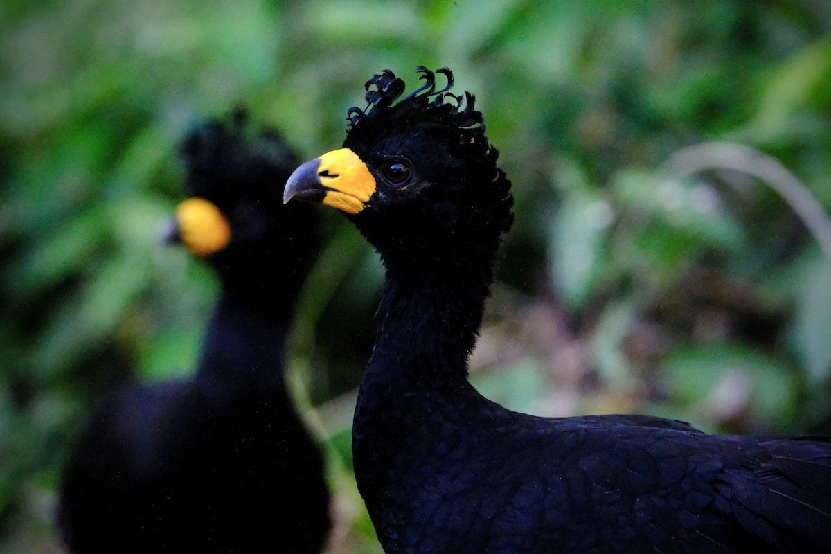 Bare-faced Curassow - ML638753764