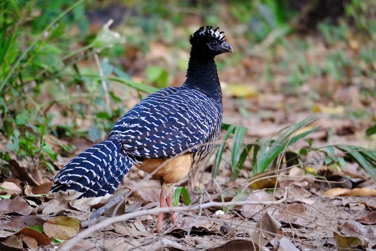 Bare-faced Curassow - ML638753767