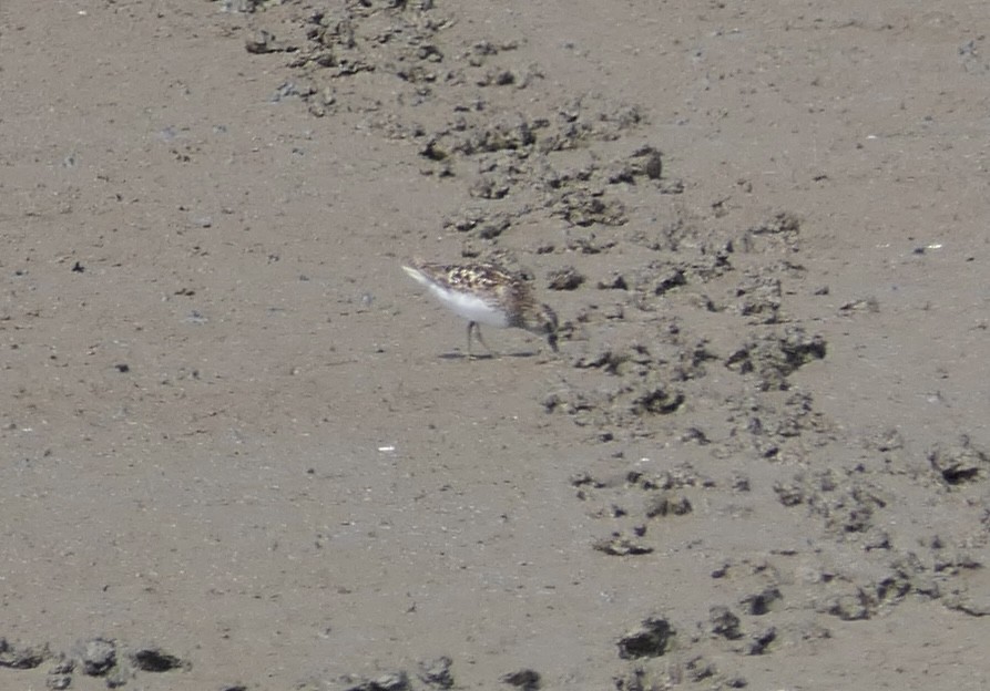 Least Sandpiper - ML638753781