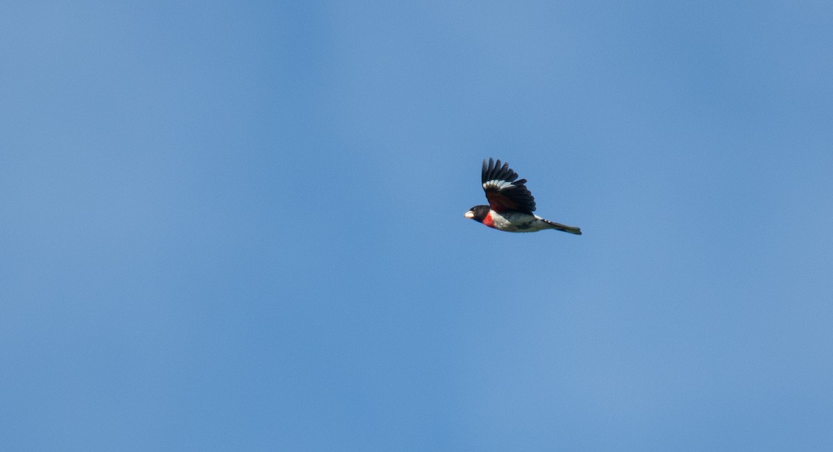 Rose-breasted Grosbeak - ML638753783