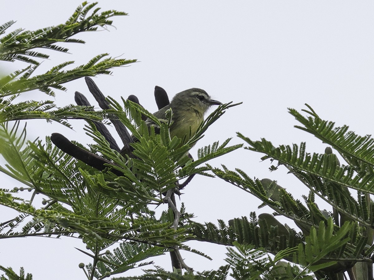 Yellow Tyrannulet - ML638753787