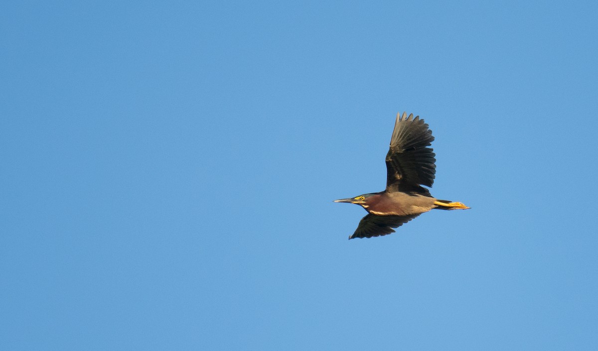 Green Heron - ML638753793