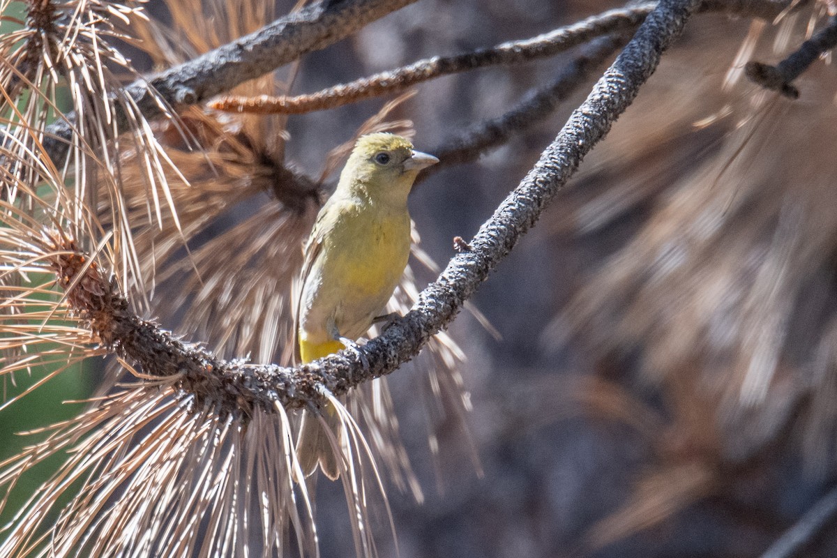 Western Tanager - ML638753794