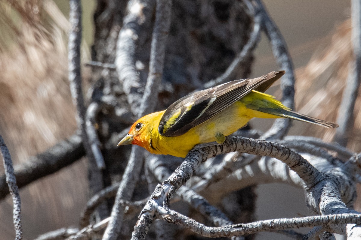 Western Tanager - ML638753795