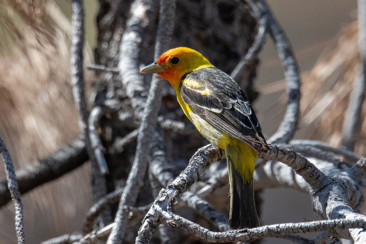 Western Tanager - ML638753796