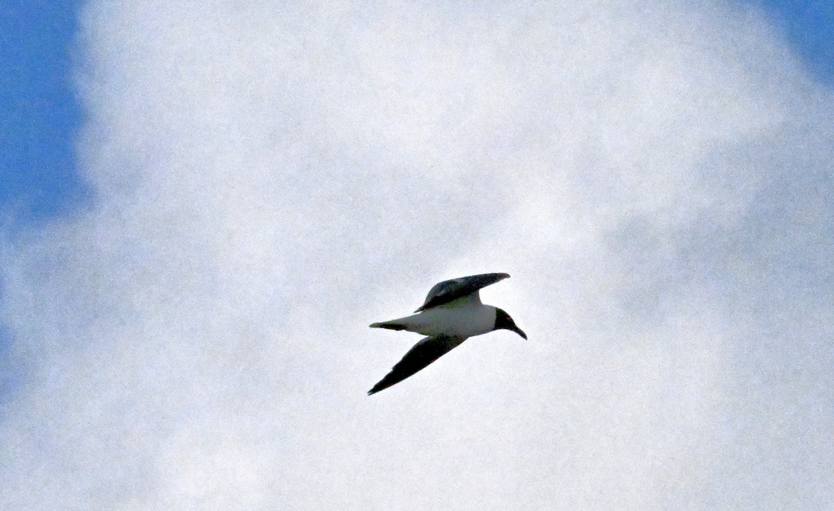 Laughing Gull - ML638753797