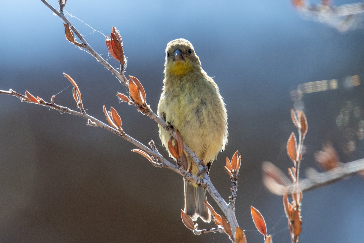 Lesser Goldfinch - ML638753802