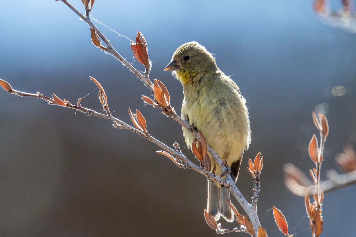 Lesser Goldfinch - ML638753803