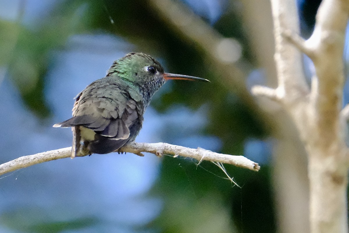 Glittering-throated Emerald - ML638753804