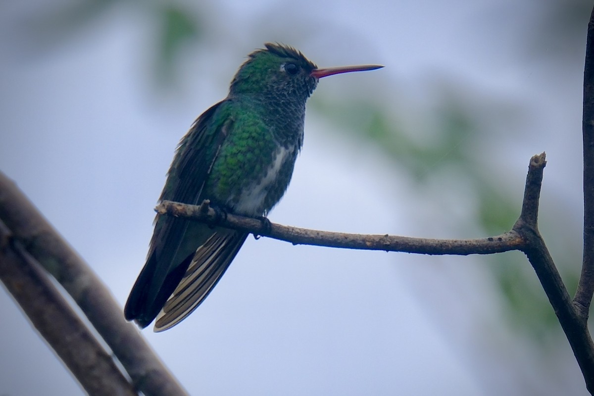 Glittering-throated Emerald - ML638753805