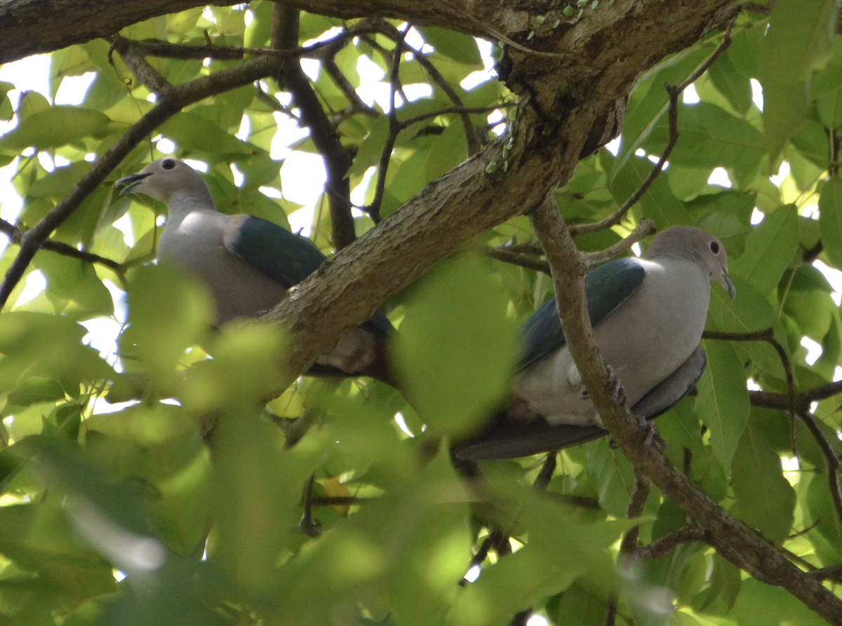 Green Imperial-Pigeon - ML638753818