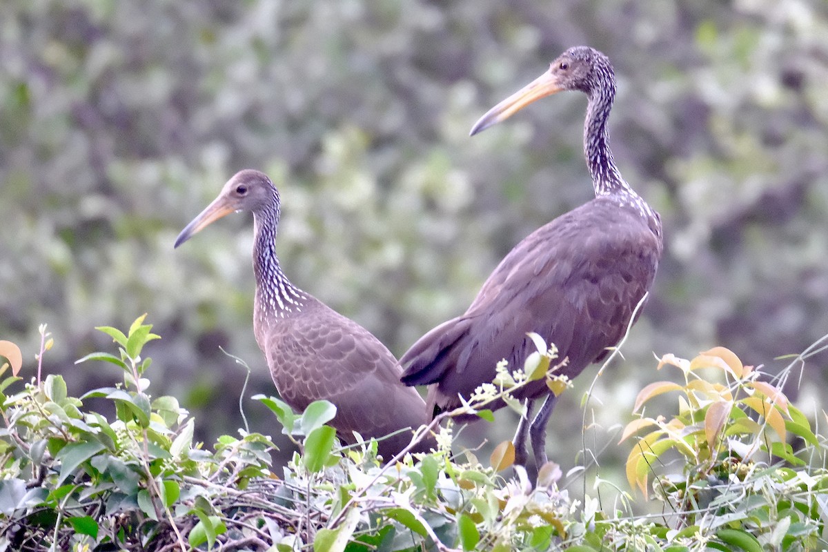 Limpkin - ML638753827