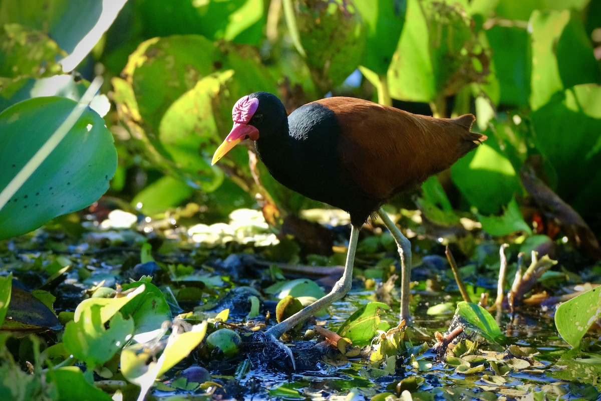 Wattled Jacana - ML638753849