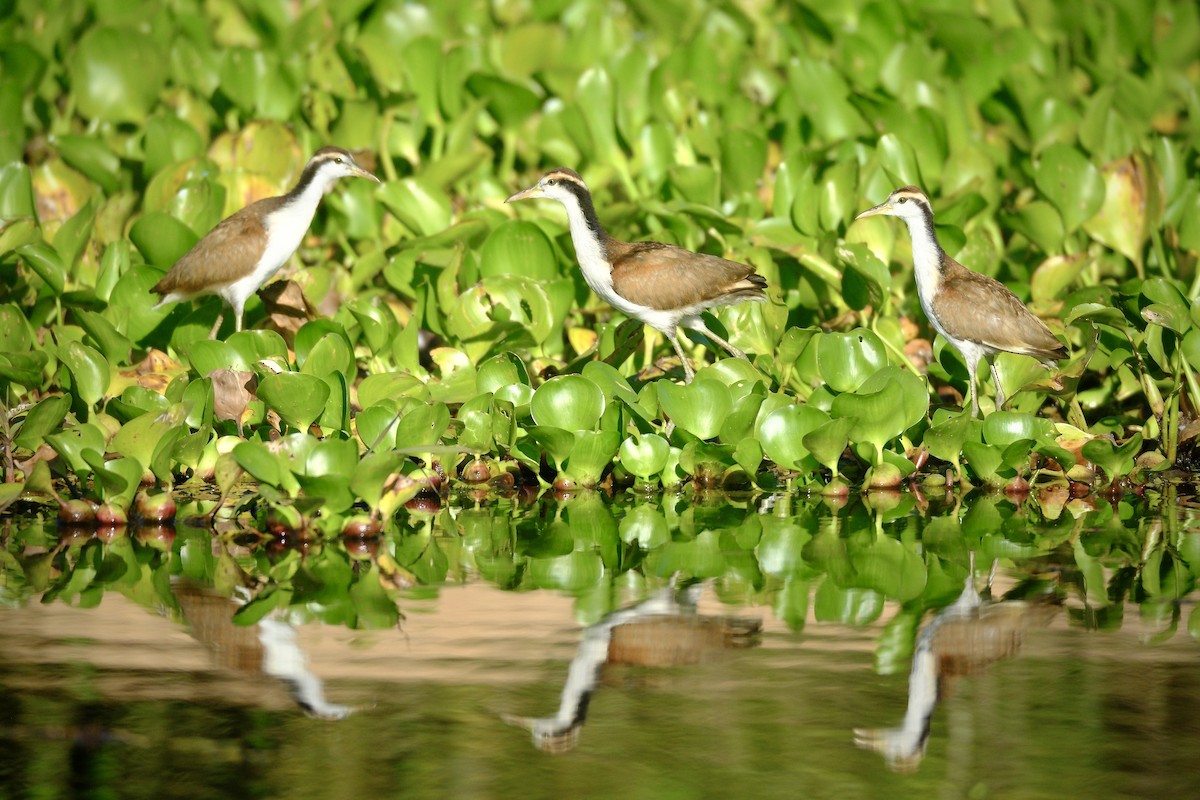 Wattled Jacana - ML638753850