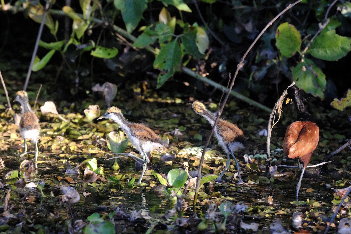 Wattled Jacana - ML638753851